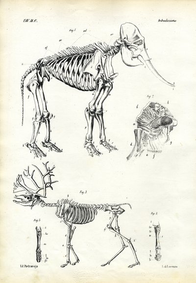 Elephant by Raimundo Petraroja